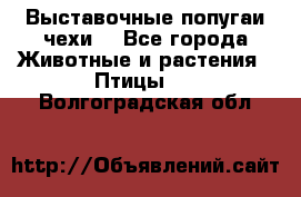 Выставочные попугаи чехи  - Все города Животные и растения » Птицы   . Волгоградская обл.